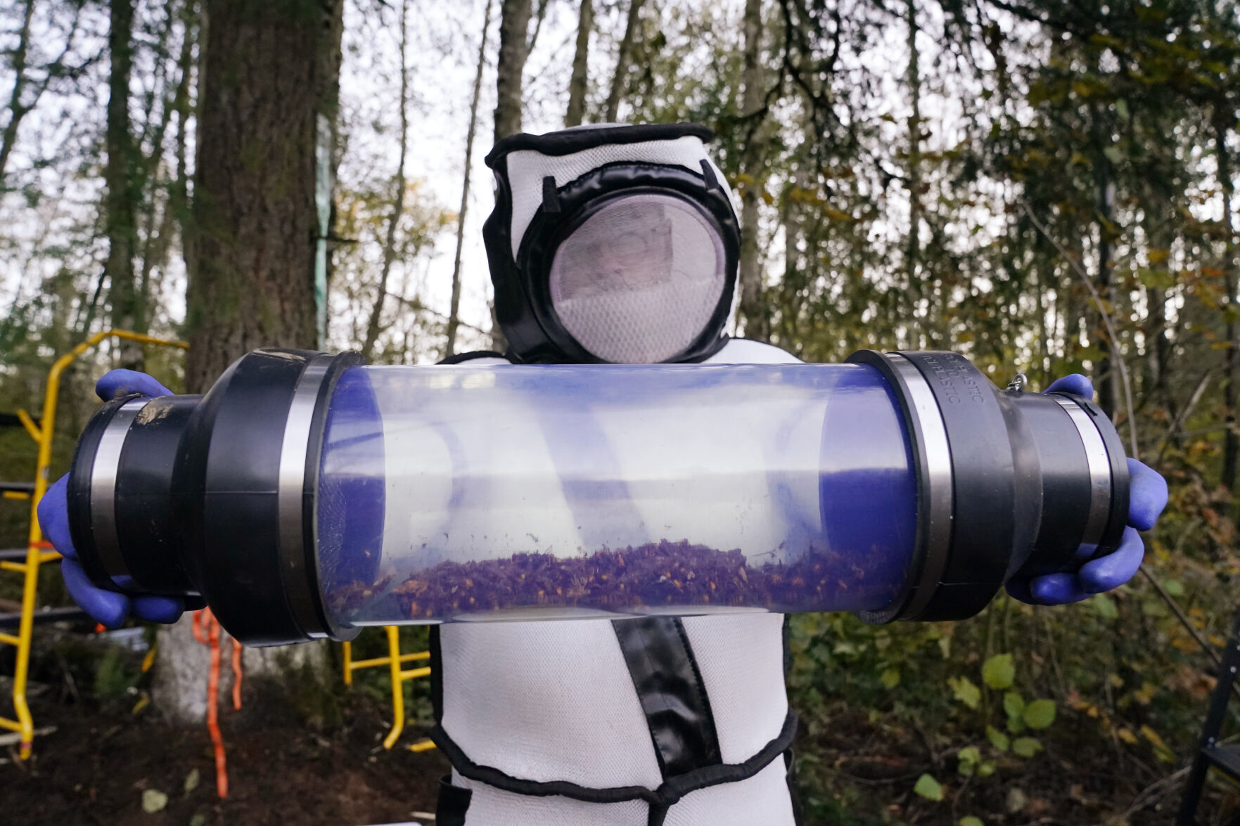 2020: Murder Hornets